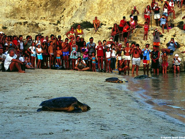 Caretta caretta liberation